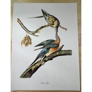 Audubon Birds of America Passenger Pigeon Original  Print Vtg 1950 Peterson 9x12